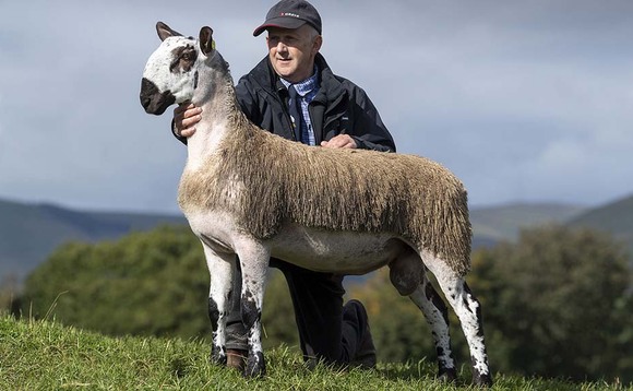 Bluefaced Leicester rams to 30,000 twice at Hawes