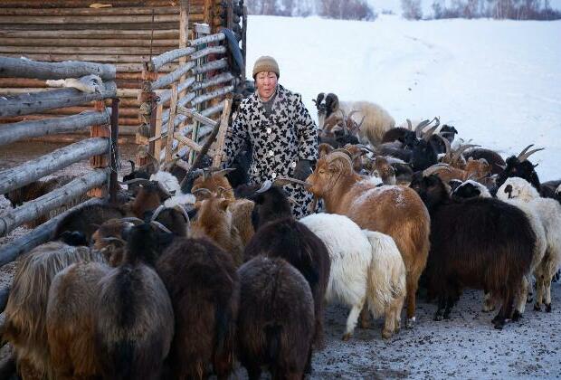 Heavy snows, drought kill over 7 million head of livestock in Mongolia