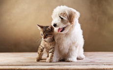 Deal in Focus: GFC, Project A team up for Pets Deli round