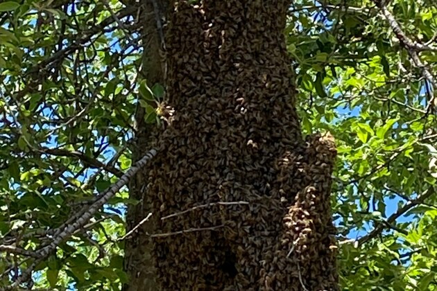 Broomfield Animal Services, local beekeeper remove &quot;massive&quot; bee swarm