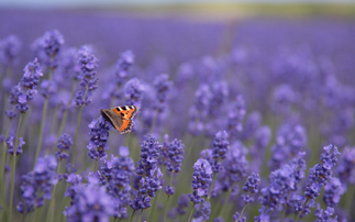 Credit: iStock