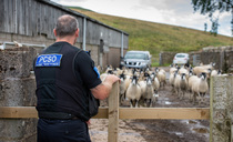 Sheep dies after being 'chased' off a cliff edge in Cornwall