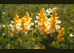 Branched broomrape management begins