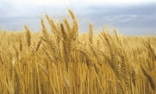 Mixed outlook for cropping: ABARES