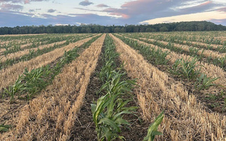Promising results from first year of UK relay cropping trials