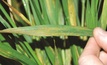 New wheat disease ratings reflect high risk year