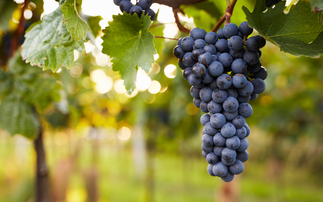 Viticulture sector expecting earlier harvest with quality grapes