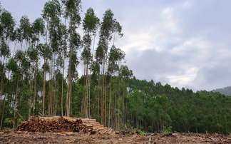 Is a playbook emerging for ending deforestation? 