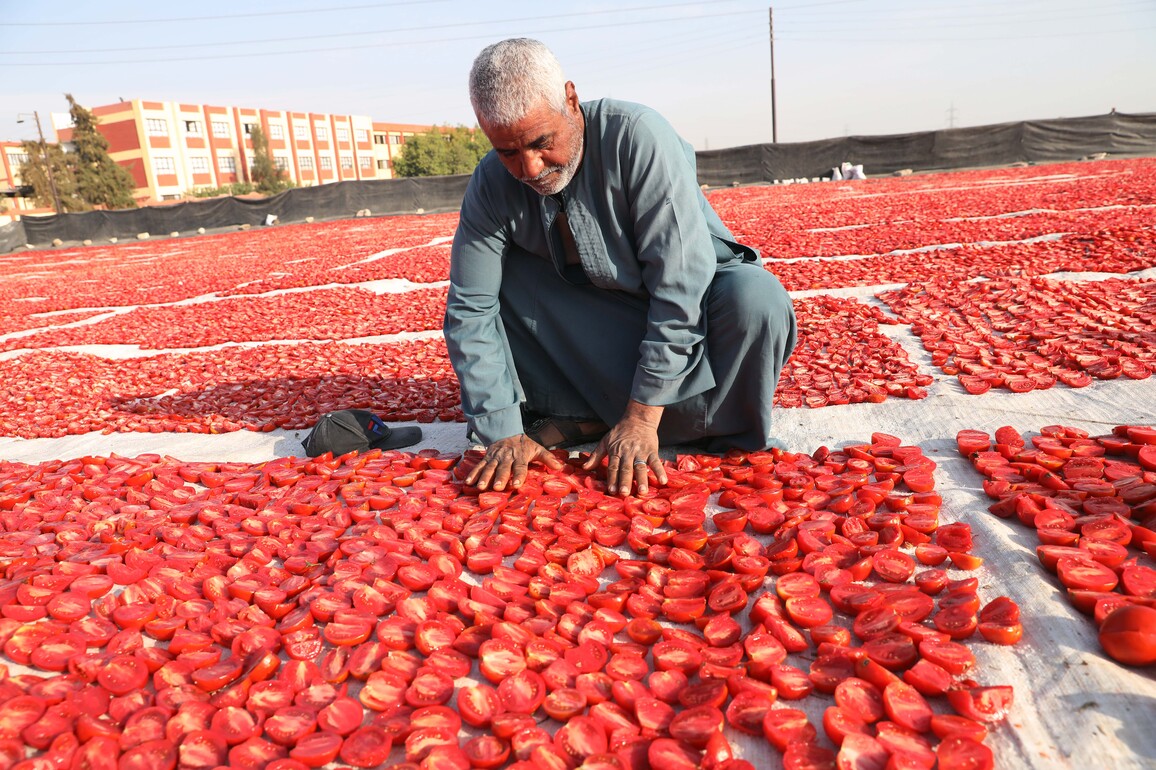 EGYPT-LUXOR-TOMATO-DRYING