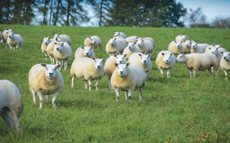 Sheep special: Be aware of Haemonchus contortus