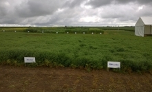 High performing lentil varieties set for release