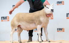 Whitley Hey production sale tops at 3,300gns