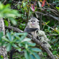 CHINA-YUNNAN-DEQEN-YUNNAN GOLDEN HAIR MONKEY-PROTECTION (CN)