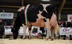 Holsteins win at the Welsh Dairy show 