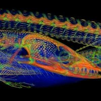 New study peers beneath the skin of iconic lizards to find 'chainmail' bone plates - and lots of them