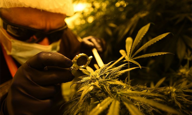 Argentine Congress votes to legalize medical marijuana Argentine Congress votes to legalize medical marijuana