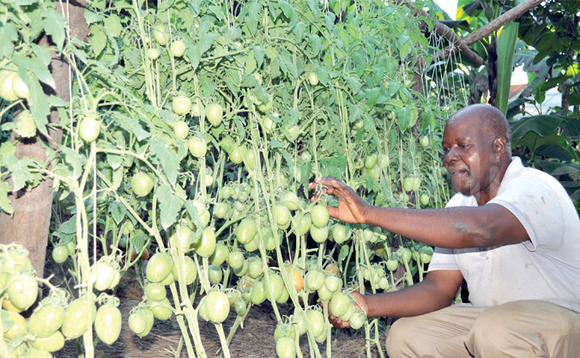 Lubyayi ng’alaga ennyaanya ez’ekika kya Asila z’alima. Lubyayi ng’alaga ennyaanya ez’ekika kya Asila z’alima.