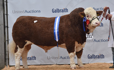 STIRLING BULL SALES: Simmentals top trade at 28,000gns 