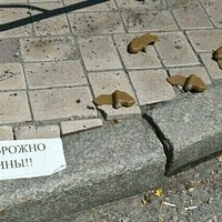 Zelensky withdraws Ukraine from landmark anti-mine treaty