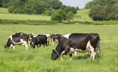How to combat butterfat depression at turnout
