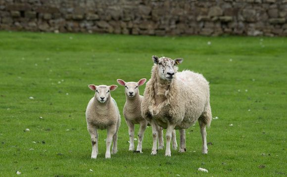 Understanding causes of mastitis in ewes