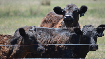 The beef cattle market recovered in 2024, with Rural Bank predicting a positive outlook for the year ahead.