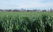 Barley growers could be in for a blow thanks to a trade stoush with China.