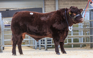 Lincoln Red sets new record at Melton Mowbray