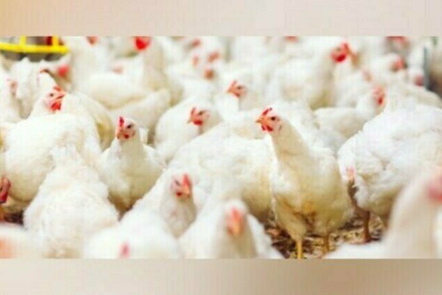 C. Luzon, PH's top producer of chicken in Q1