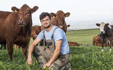 Innovative bedding helps to reduce carbon footprint on beef farm