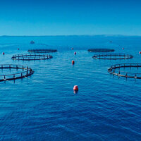 Abu Dhabi achieves historic milestone as Sustainable Fisheries Index reaches 100%