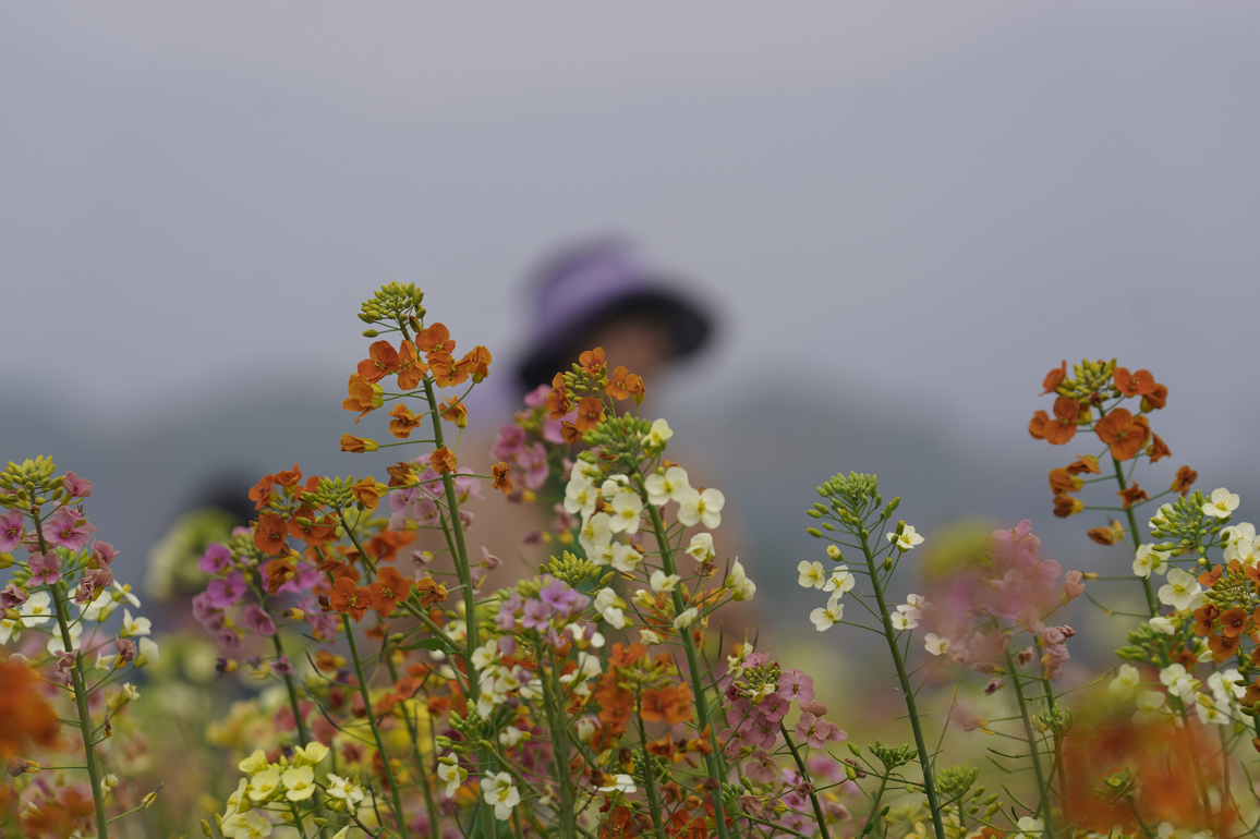 CHINA-JIANGXI-NANCHANG-RAPESEED FLOWER-TOURISM (CN)