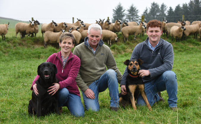 SHEEP SPECIAL: Welsh Mules pivotal to Mid Wales farm  