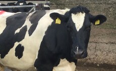 Substantial fines for farmers who 'knowingly' kept cattle with bovine TB reactors on farm