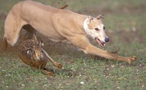 Farmers urged to report suspicious activities after hare coursing reports