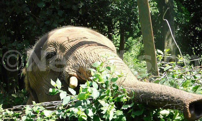 The raging war between humans and wildlife The raging war between humans and wildlife