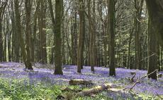 Screwfix partners with Woodland Trust to restore ancient woodland in Dorset