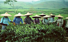 Portfolio: CLSA Capital Partners and Indonesia's Sari Wangi