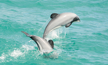  Dolphin habitats expanded but PEPANZ says no danger from seismic to marine mammals 