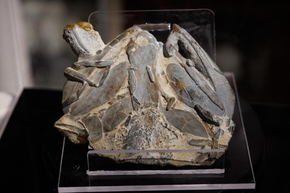 Ancient Chinese fish fossils fill critical gap in "fish to human" evolution