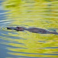 Echidna ancestors lived watery lifestyles like platypuses 100 million years ago - new study