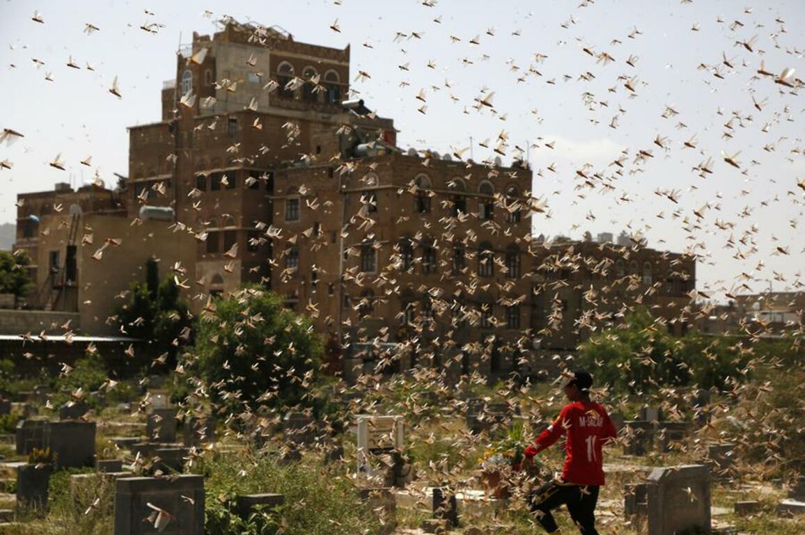 Chinese researchers reveal key mechanism behind locust outbreaks