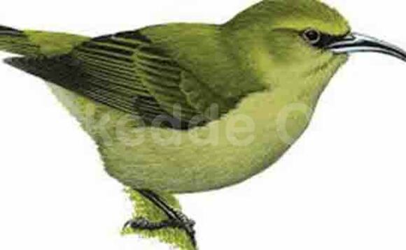 Ekinyonyi Ekinyonyi