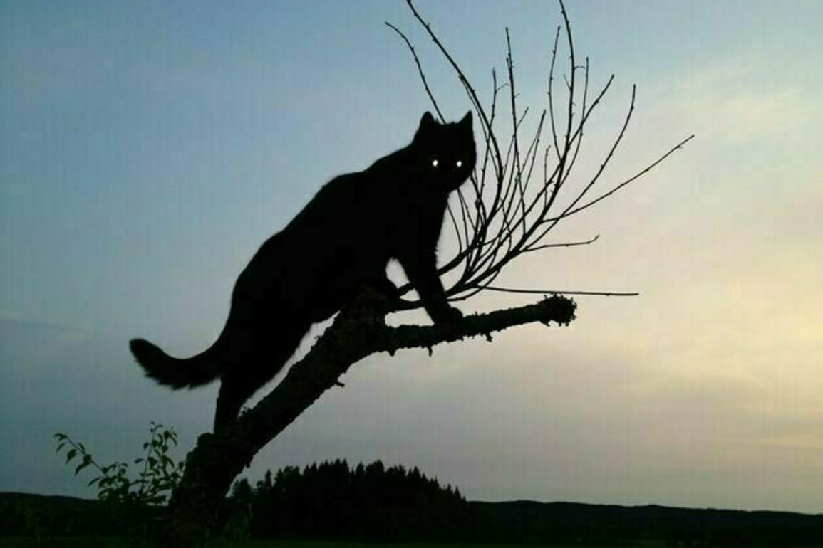 Vengeful ghost cat, divorce lizard, phantom horse: the animals that haunted Ancient Rome and Greece