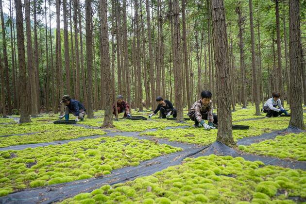 Potted plants pave way to prosperity in east China's mountainous area