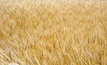 Aussie wheat to become globally competitive