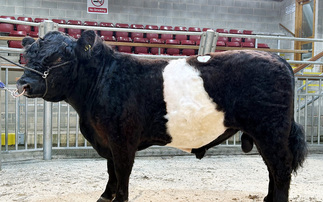 Auction mart sales round-up: Belted Galloway's to 6,200gns, new centre record for commercial cows and calves and steady demand for store cattle