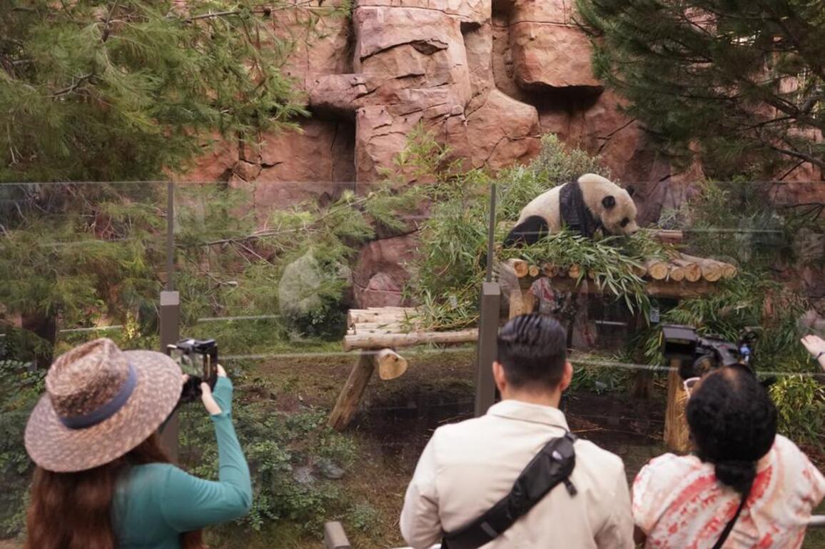 Feature: Flying Tigers veteran, family members meet giant pandas in U.S.