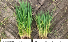 Partner Insight: Grow Winter Barley with Confidence: Reliable Results, Season After Season