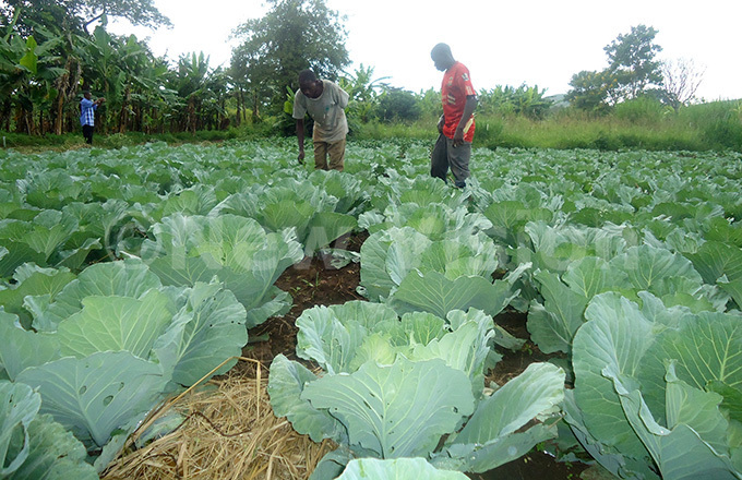  apeeka cabbage farmers in their garden
